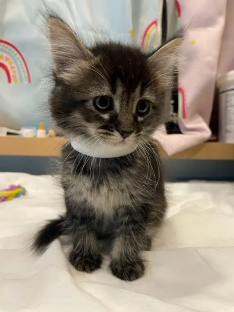 Dali