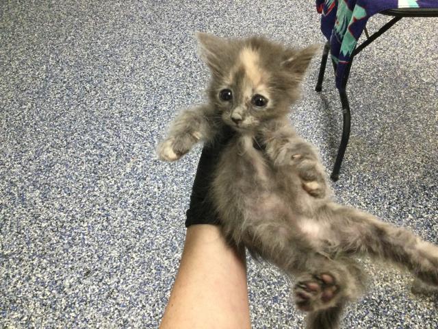 Adoptable Cat