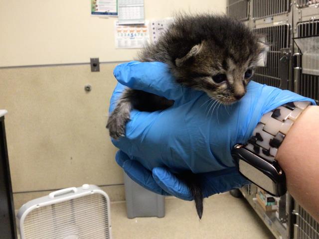 Adoptable Cat