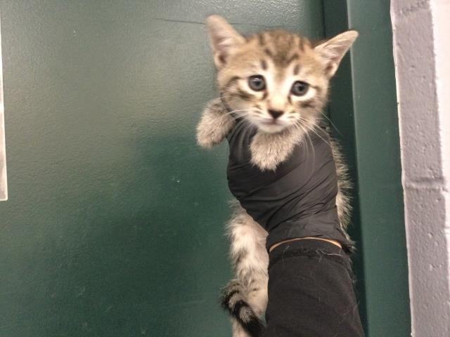 Adoptable Cat