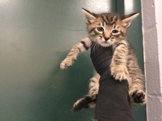 Adoptable Cat