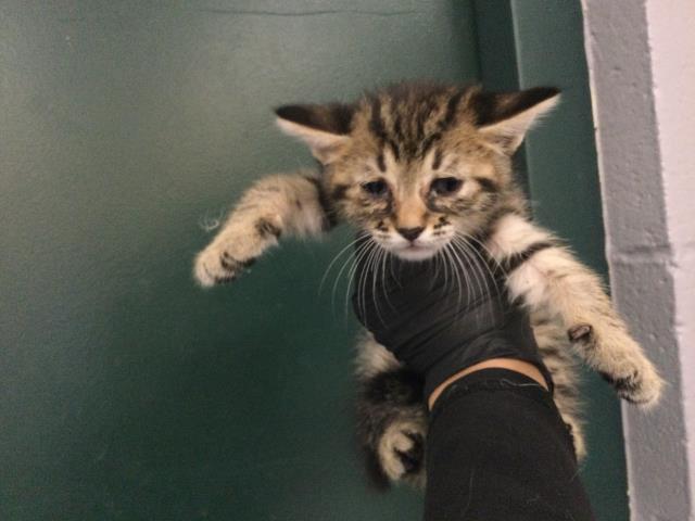 Adoptable Cat