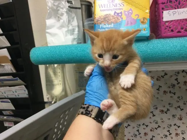 Adoptable Cat