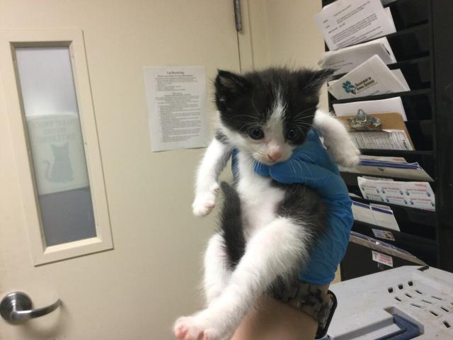 Adoptable Cat