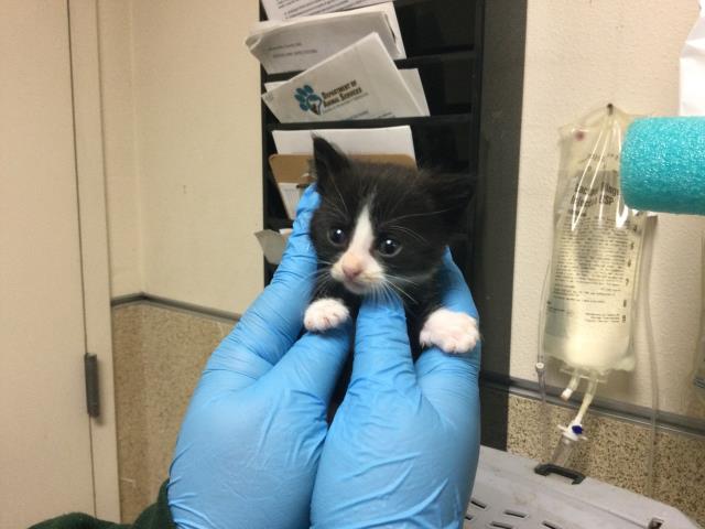 Adoptable Cat