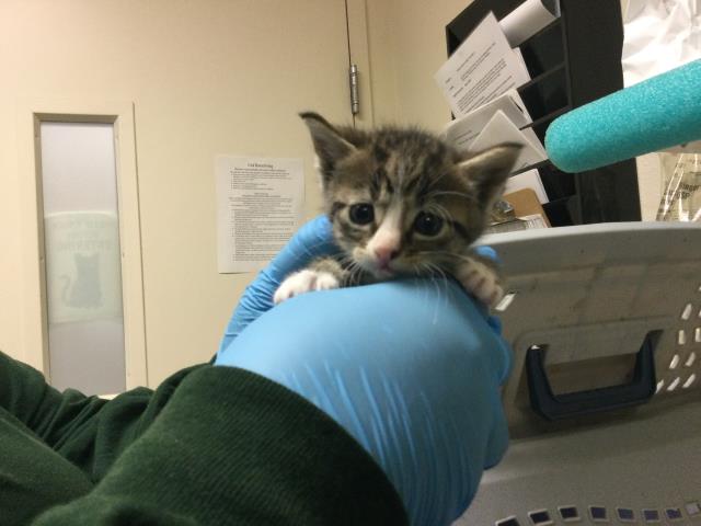 Adoptable Cat