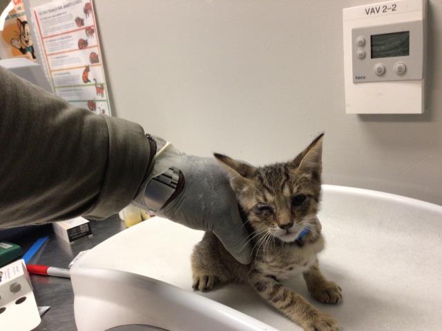 Adoptable Cat