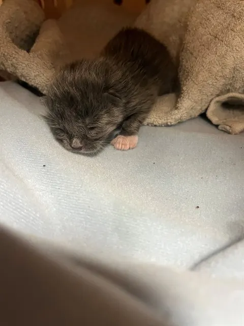 Adoptable Cat