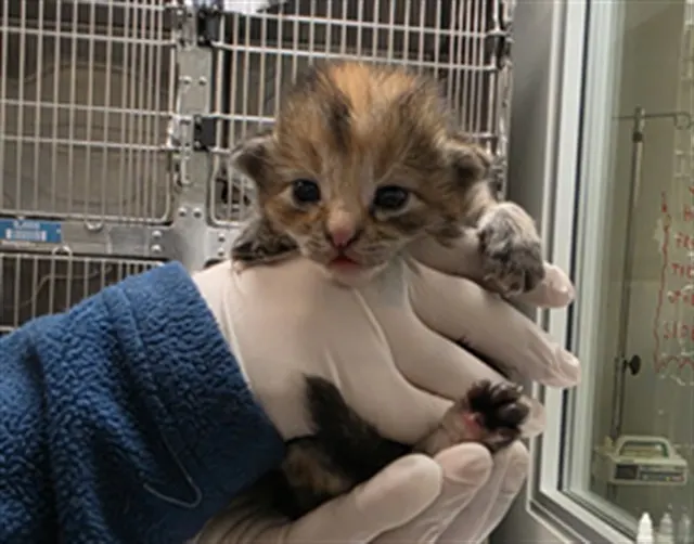 Adoptable Cat