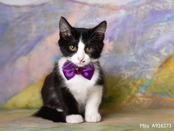 Milo