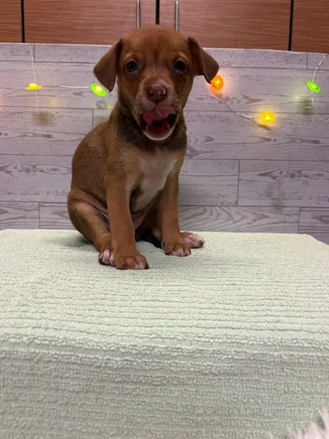 Adoptable Dog