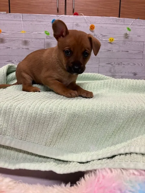 Adoptable Dog