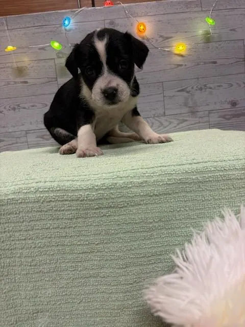 Adoptable Dog