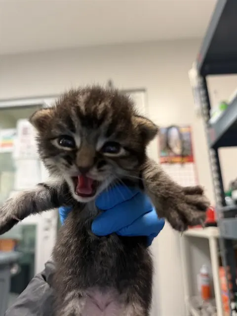 Adoptable Cat