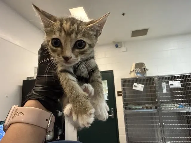 Adoptable Cat