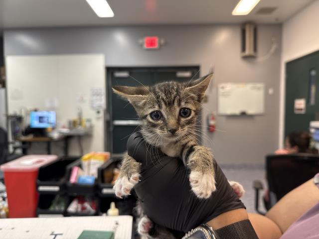 Adoptable Cat