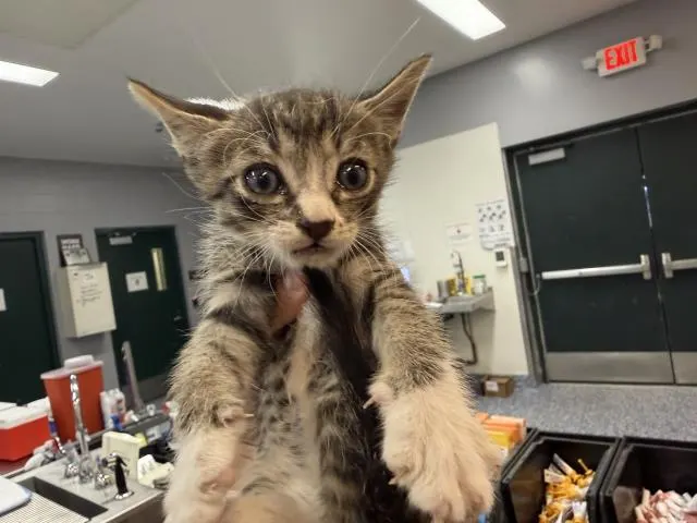 Adoptable Cat