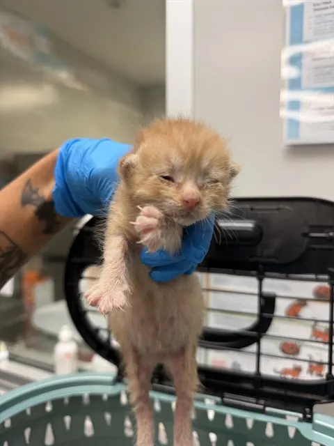 Baby 1