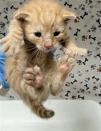 Adoptable Cat