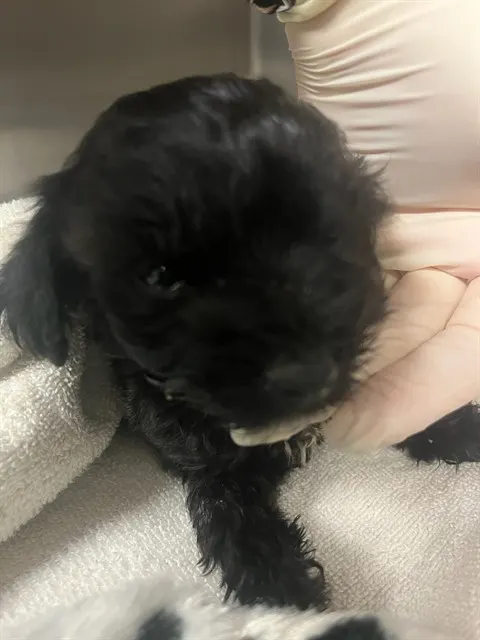Toby Bear