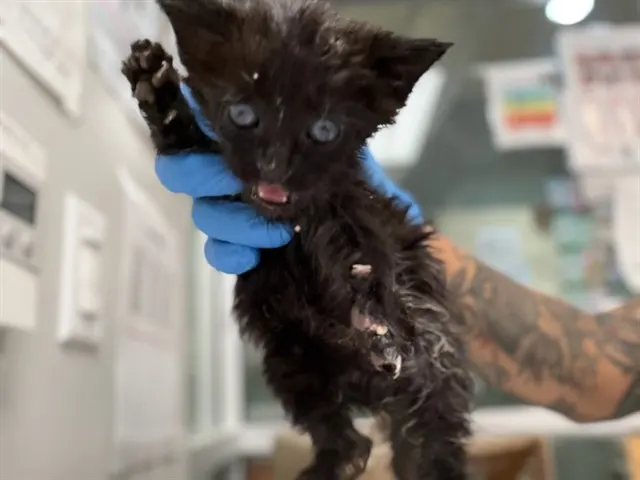 Adoptable Cat