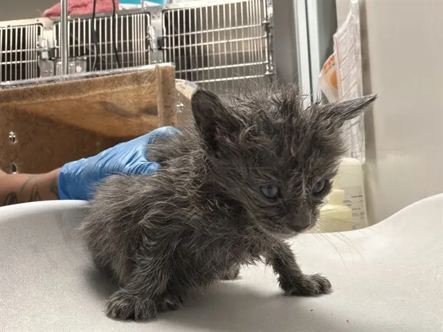 Adoptable Cat