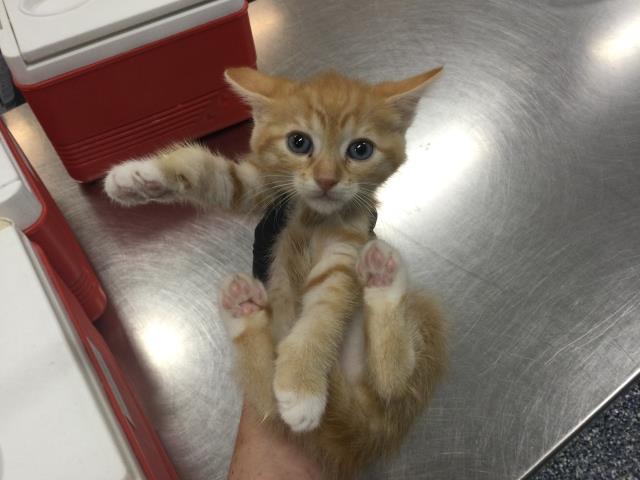 Adoptable Cat