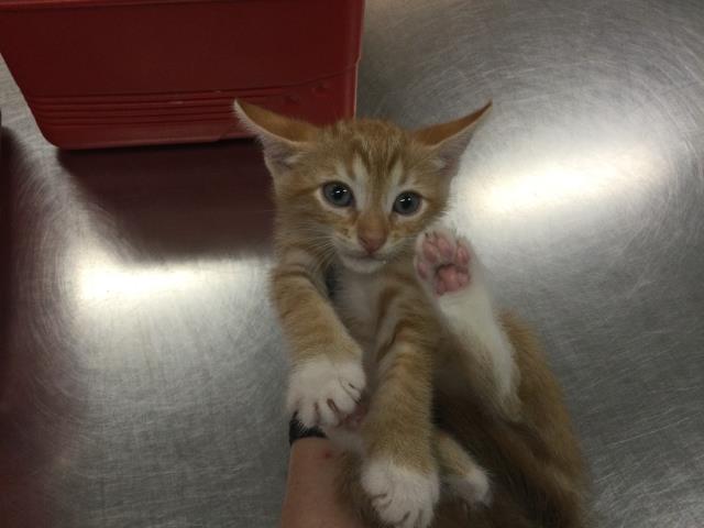 Adoptable Cat