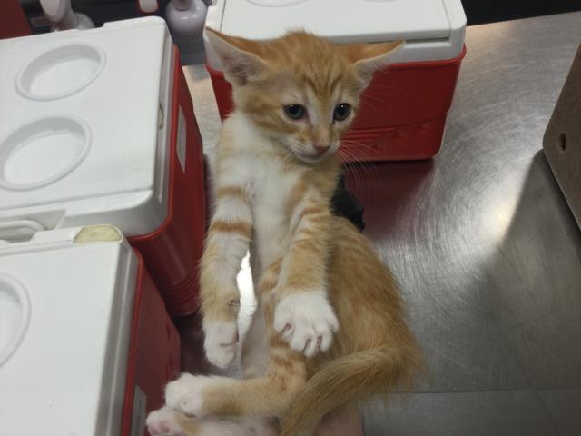 Adoptable Cat