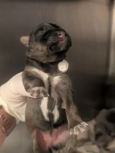 Adoptable Dog
