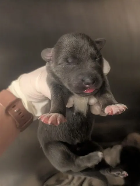 Adoptable Dog