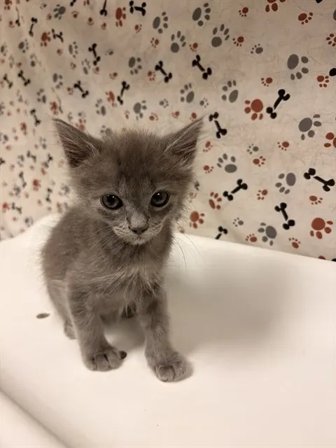 Milo