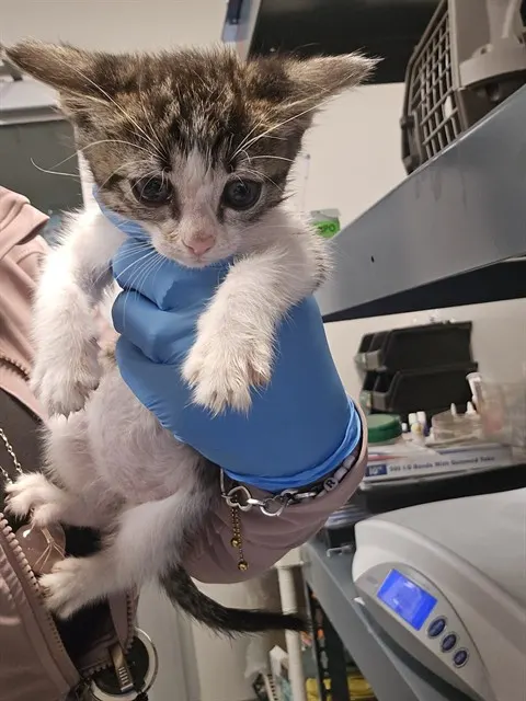 Adoptable Cat