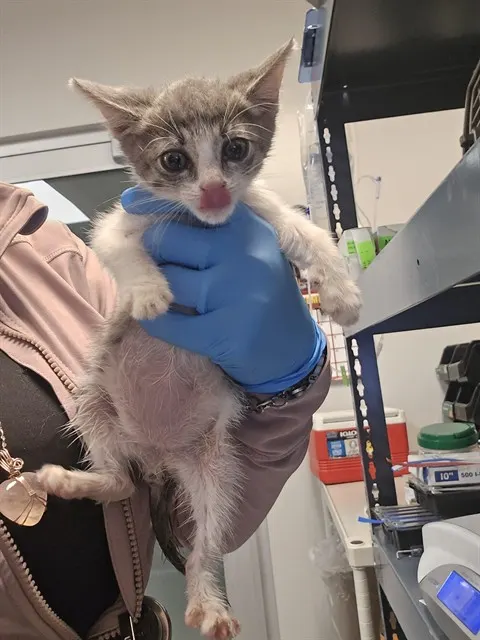 Adoptable Cat