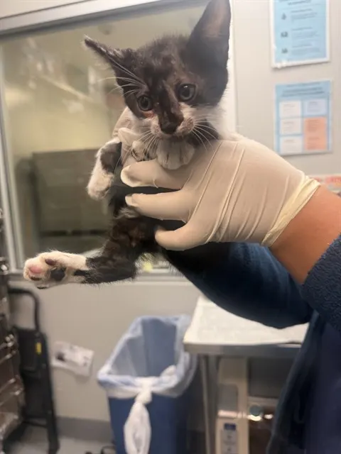 Adoptable Cat