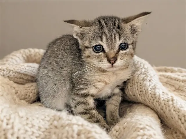Tofu