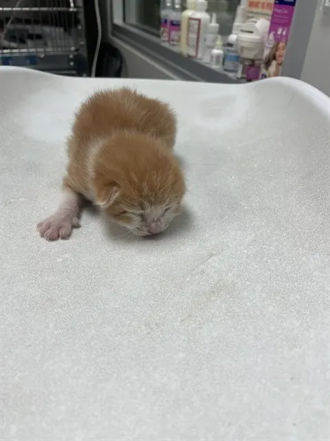 Adoptable Cat