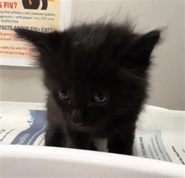 Adoptable Cat