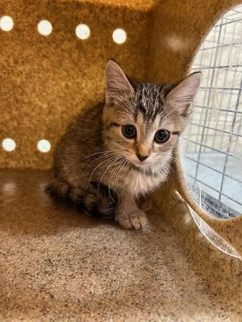 Little Angel