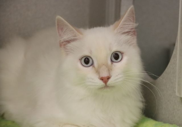 Merlin
