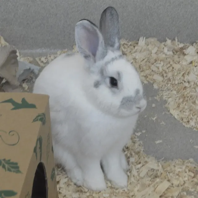 Kiki