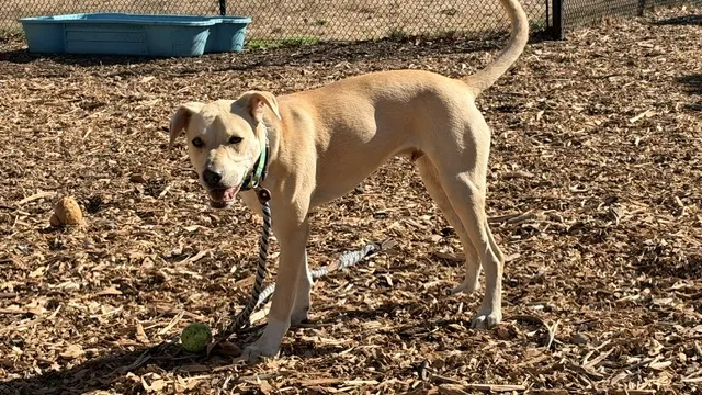 Rocko