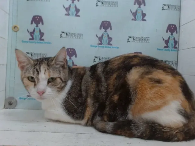 Gracie