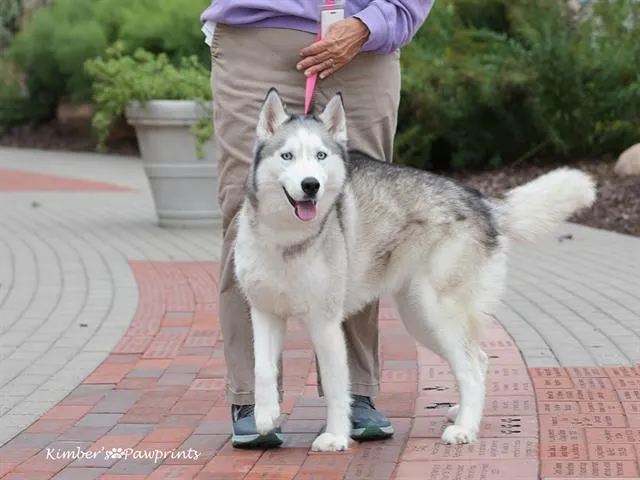 Cider