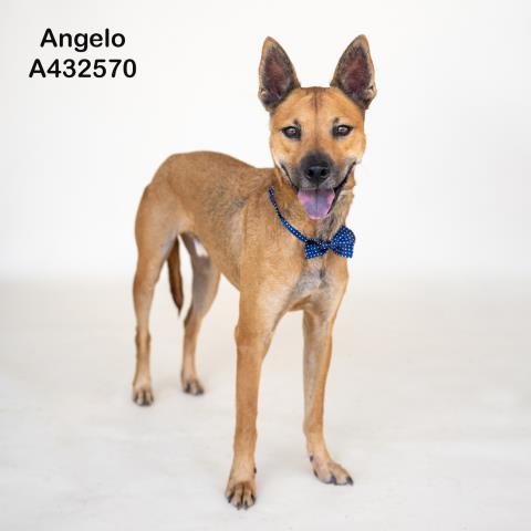 Angelo