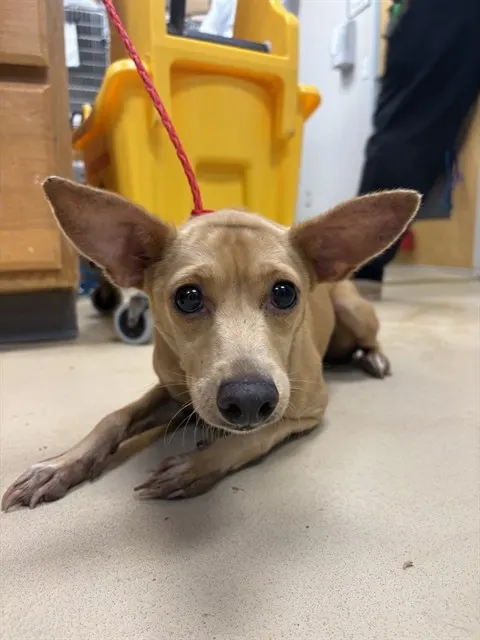 Cocoa