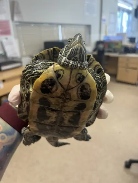 Turtle