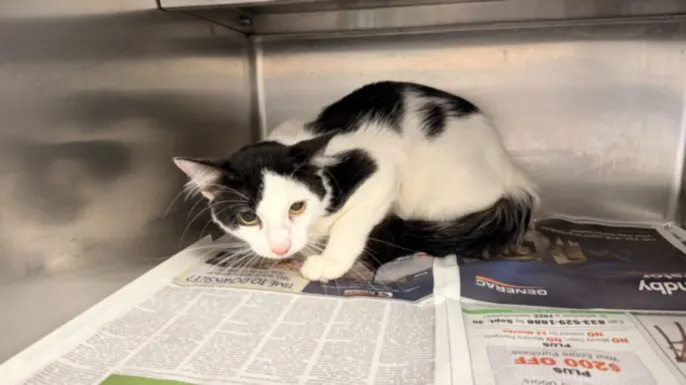 Adoptable Cat