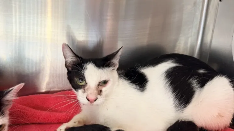Adoptable Cat