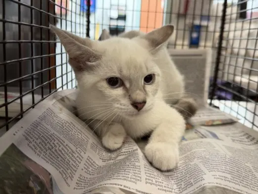 Adoptable Cat